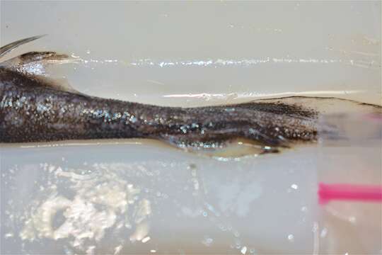 Image of Smooth Lanternshark