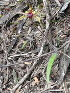 Image of Plain-lip spider orchid