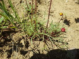 Image de Coreopsis bigelowii (A. Gray) Voss