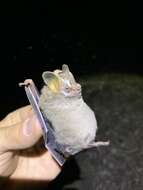 Image of pygmy fruit-eating bat