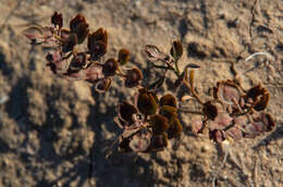 صورة Lepidium phlebopetalum (F. Muell.) F. Muell.