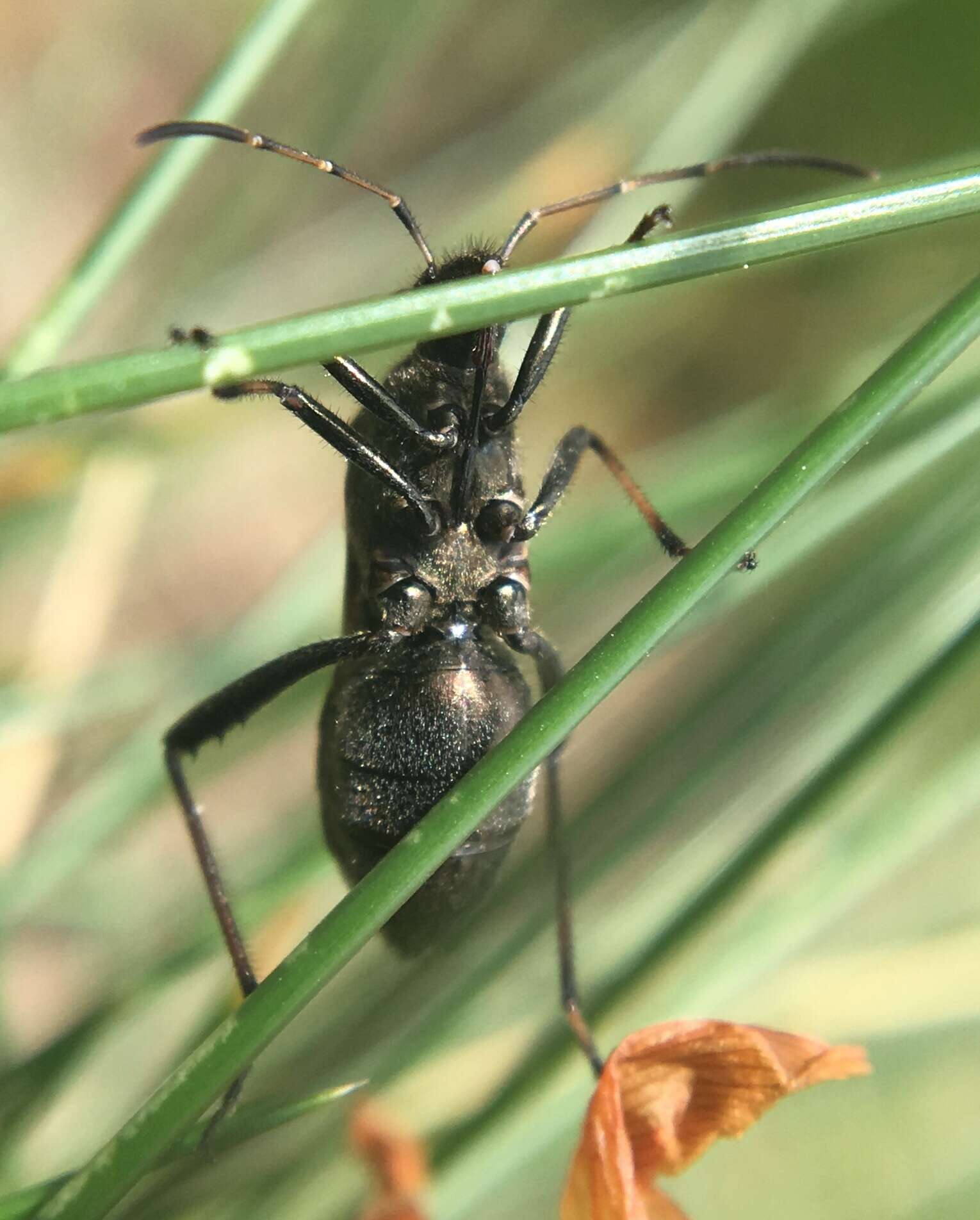 Alydus calcaratus (Linnaeus 1758) resmi