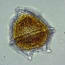 صورة Peridinium limbatum