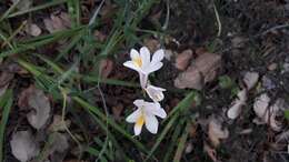 Image of Freesia leichtlinii subsp. alba (G. L. Mey.) J. C. Manning & Goldblatt