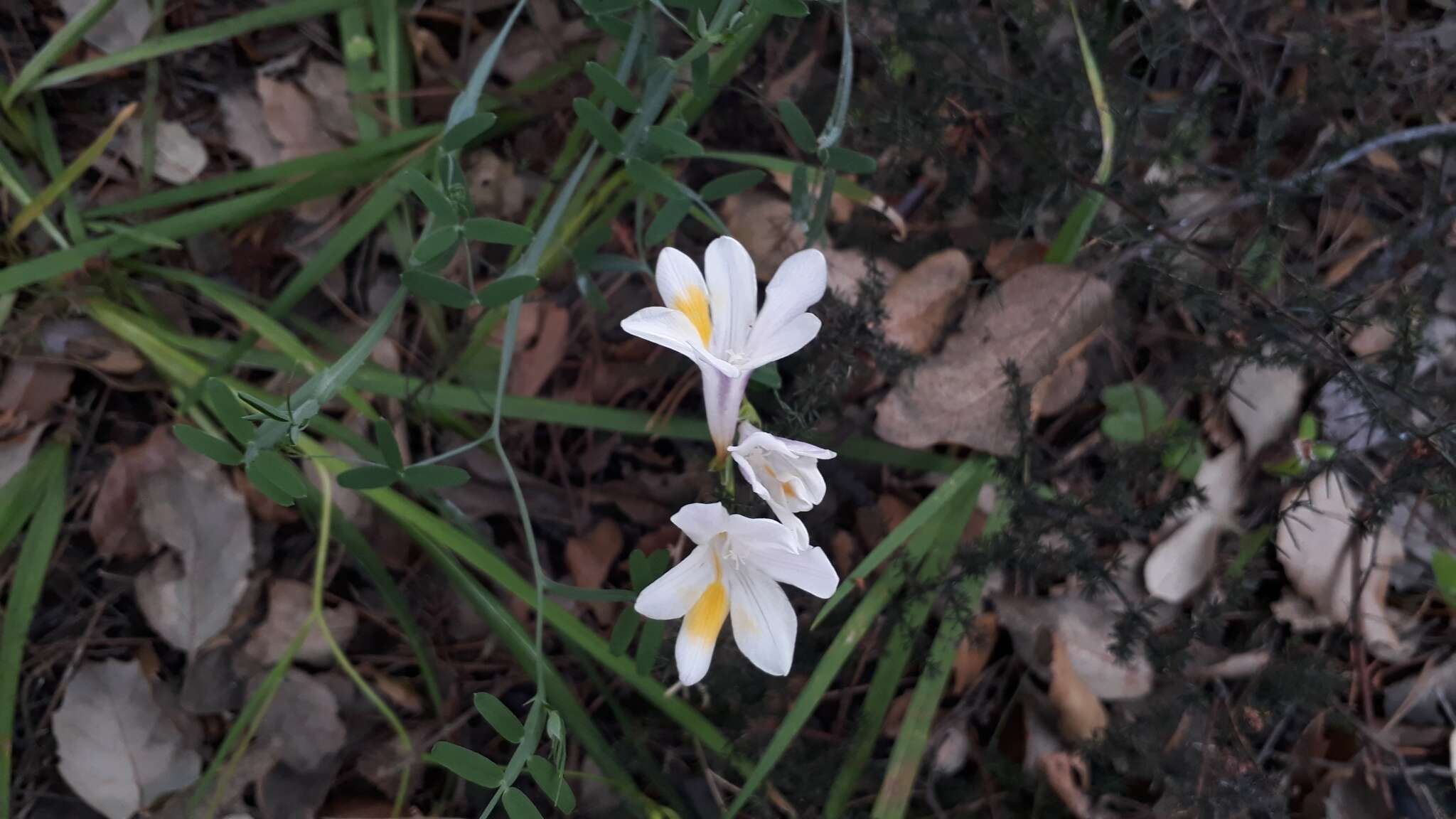 Freesia leichtlinii subsp. alba (G. L. Mey.) J. C. Manning & Goldblatt resmi