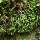 Image of Lescur's bartramiopsis moss