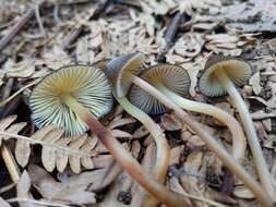 Sivun Mycena nivicola B. A. Perry & Desjardin 2016 kuva