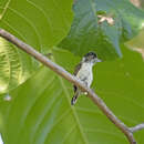 Image of White-bellied Piculet