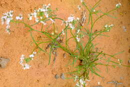 Image of Nemesia saccata E. Mey. ex Benth.