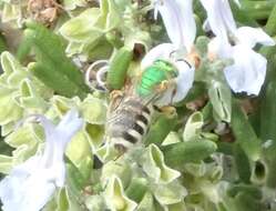 Agapostemon melliventris Cresson 1874的圖片