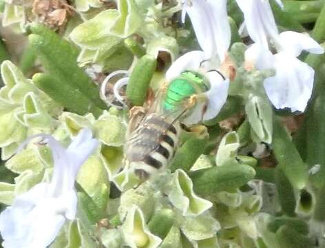 Image of Honey-bellied Agapostemon