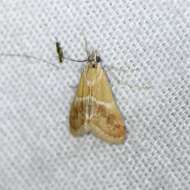 صورة Noctueliopsis bububattalis Hulst