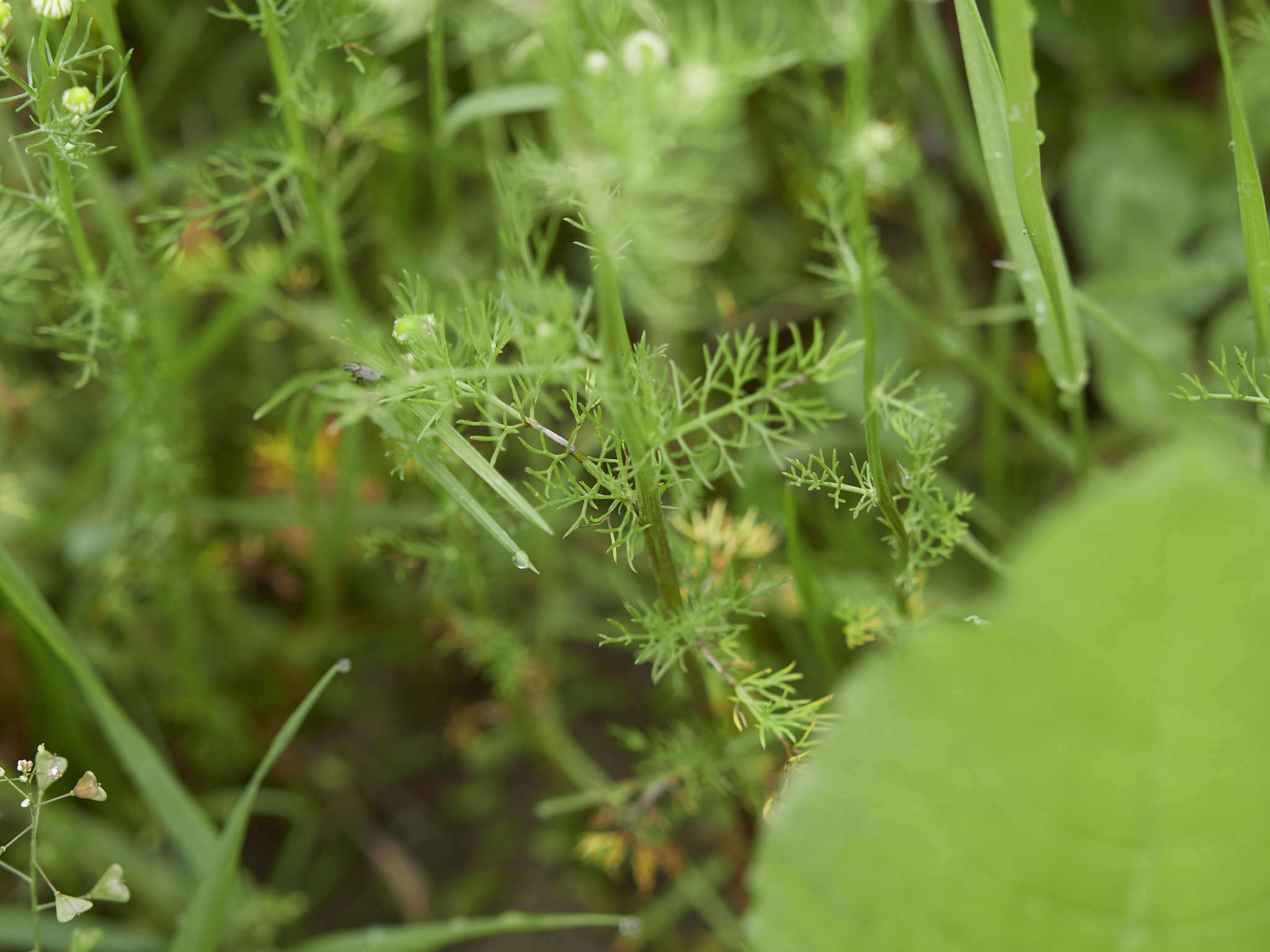 Image of False chamomile