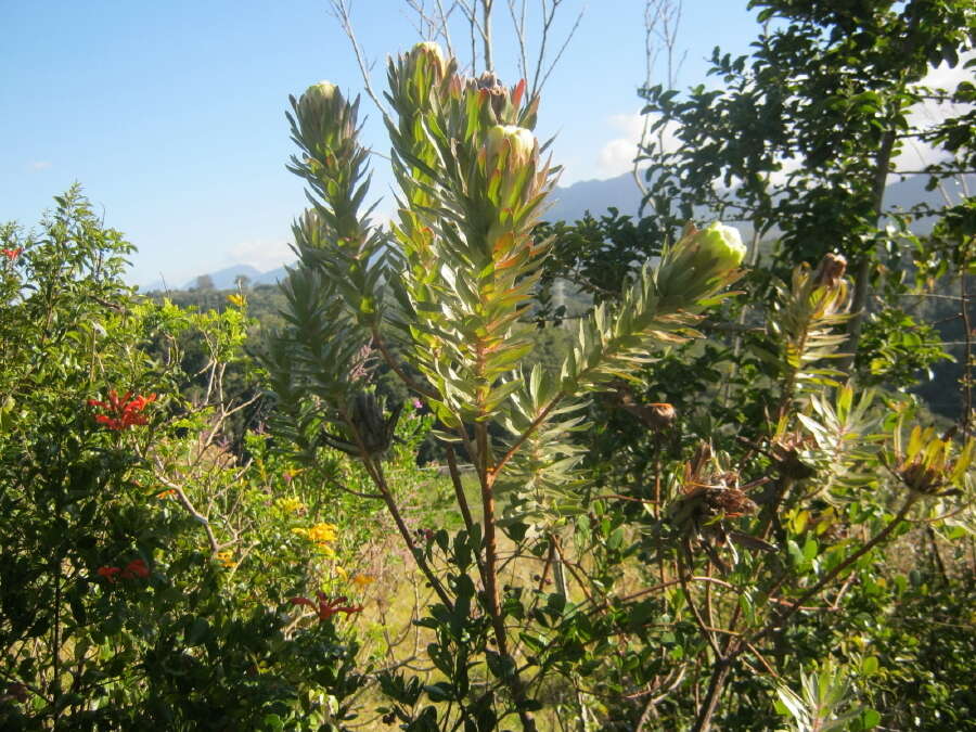 Plancia ëd Protea coronata Lam.