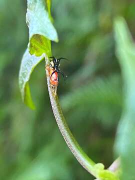 Image of Cyphonia trifida Fabricius