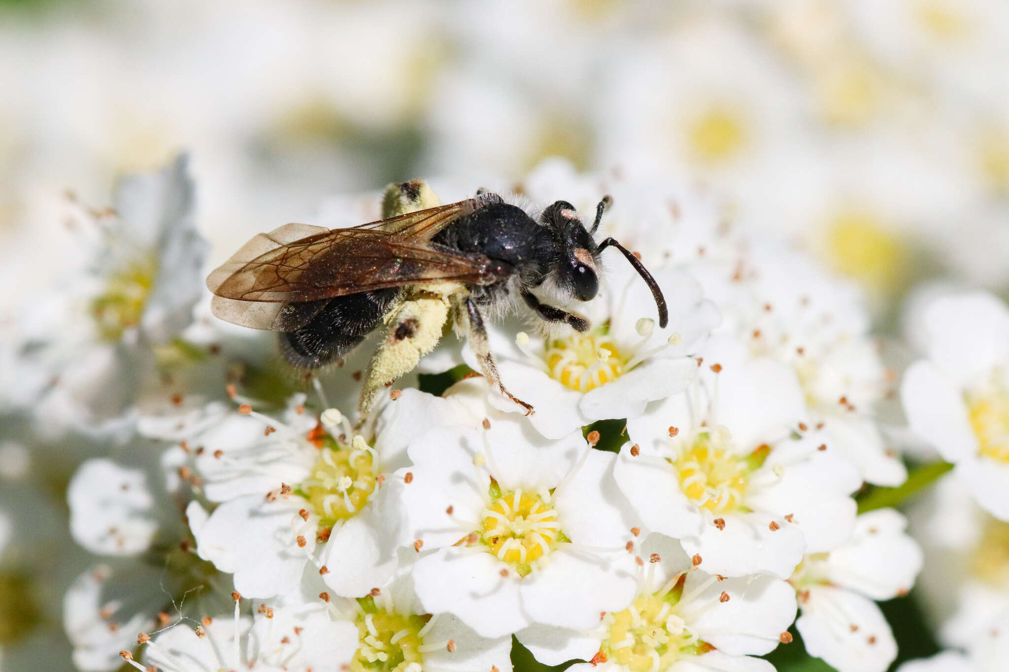 Andrena rufosignata Cockerell 1902 resmi