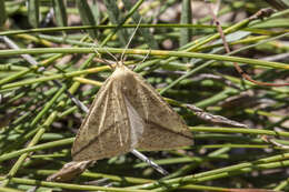 Image of straw belle