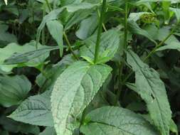 Stachys latidens Small resmi