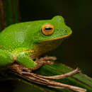 Image of Pseudophilautus ocularis (Manamendra-Arachchi & Pethiyagoda 2005)