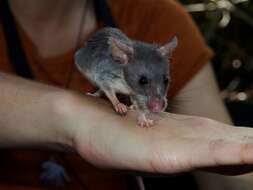 Image of long-tailed pouched rat