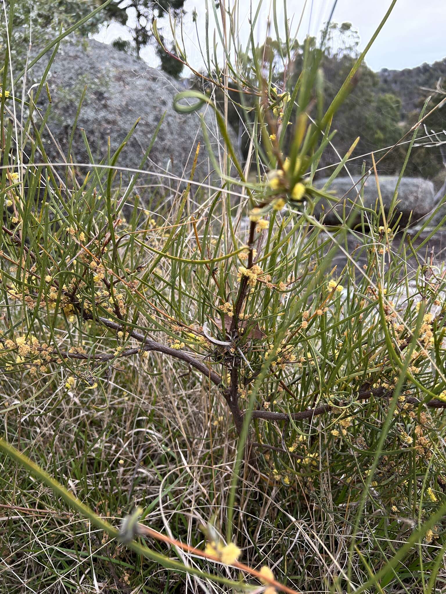 Image of Acacia granitica Maiden