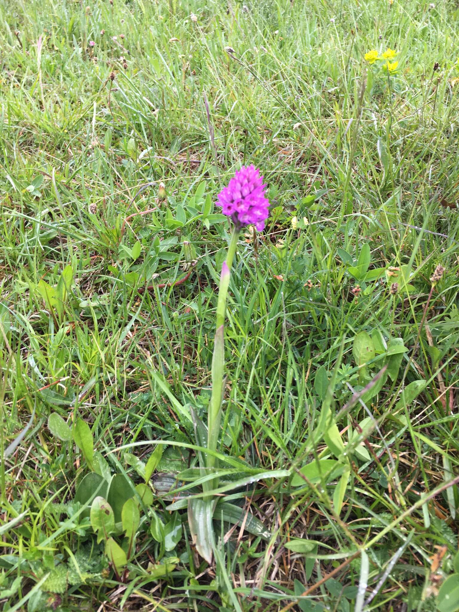 Image de Neotinea tridentata subsp. tridentata