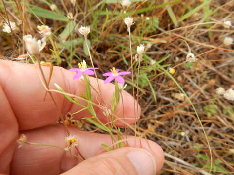 Image of Lady Bird's centaury