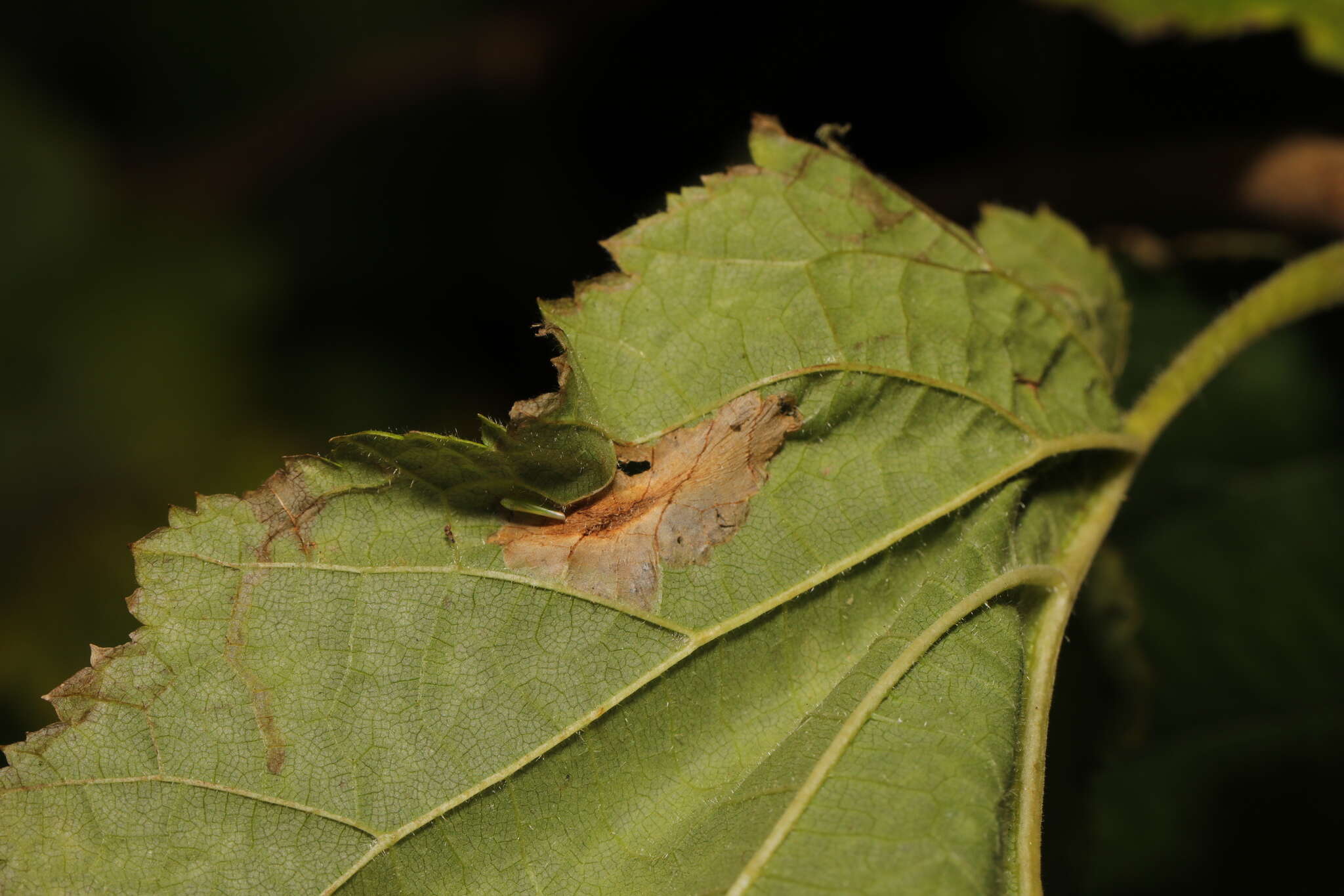 Image of Red Hazel Midget