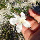 Image of Roella arenaria Schltr.