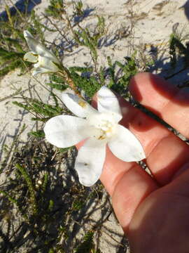 Image of Roella arenaria Schltr.