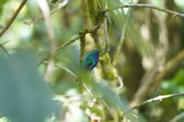 Image of Lazuline Sabrewing