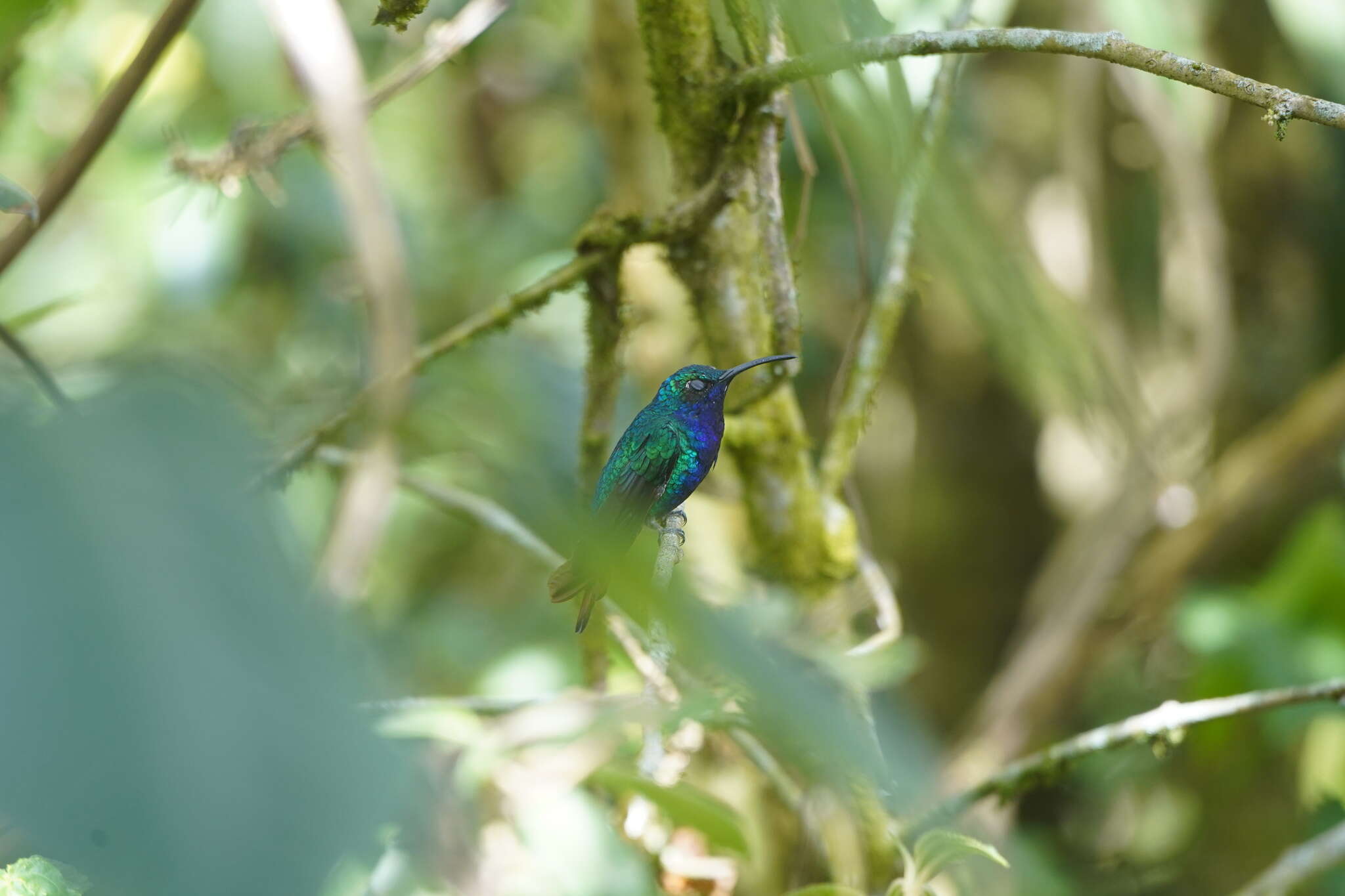 Campylopterus falcatus (Swainson 1821) resmi