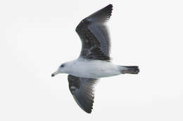 Image of Larus occidentalis wymani Dickey & Van Rossem 1925