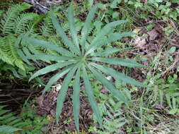 Image of Arisaema consanguineum Schott