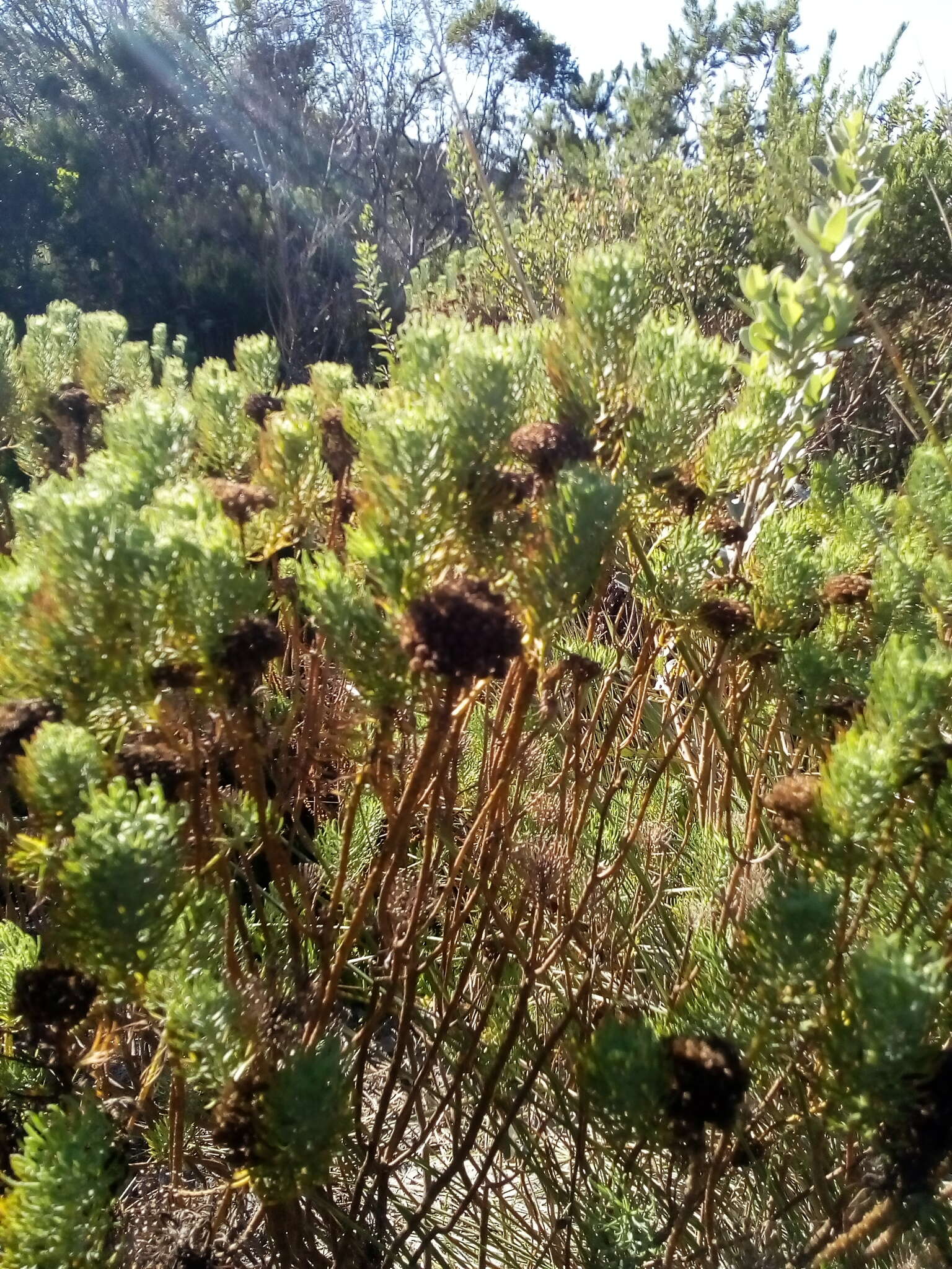 Image de Athanasia crithmifolia (L.) L.