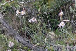 Image de Olsynium biflorum (Thunb.) Goldblatt