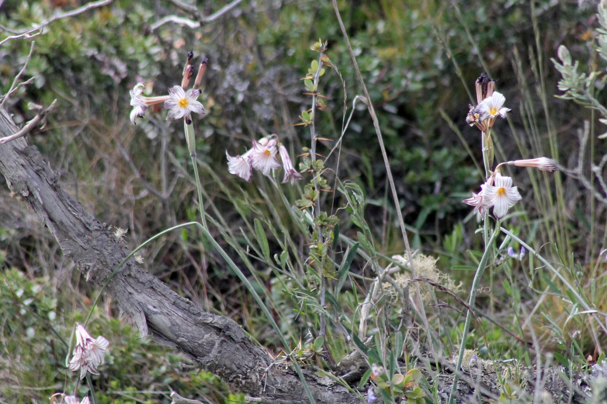 Image de Olsynium biflorum (Thunb.) Goldblatt