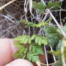 Sivun Myriopteris wrightii (Hook.) Grusz & Windham kuva