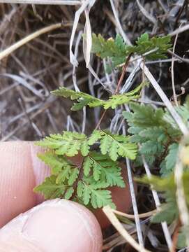 Image of Wright's lipfern