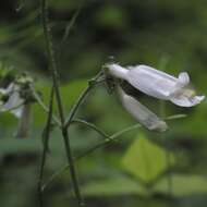 Image de Penstemon hirsutus (L.) Willd.