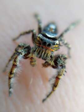 Image of Phidippus comatus Peckham & Peckham 1901