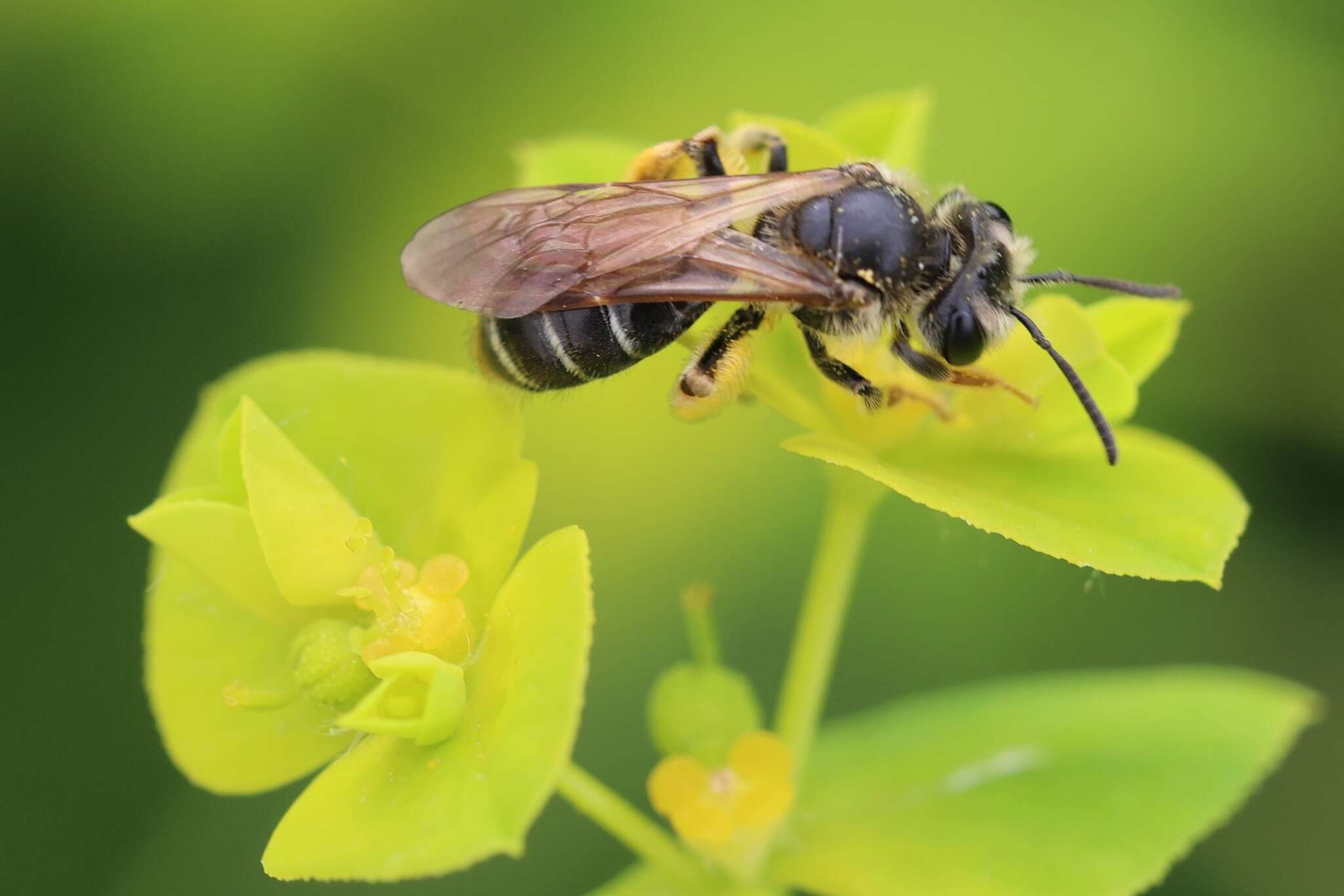 Image de Andrena chrysosceles (Kirby 1802)