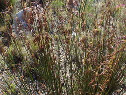 Image of Rhodocoma fruticosa (Thunb.) H. P. Linder