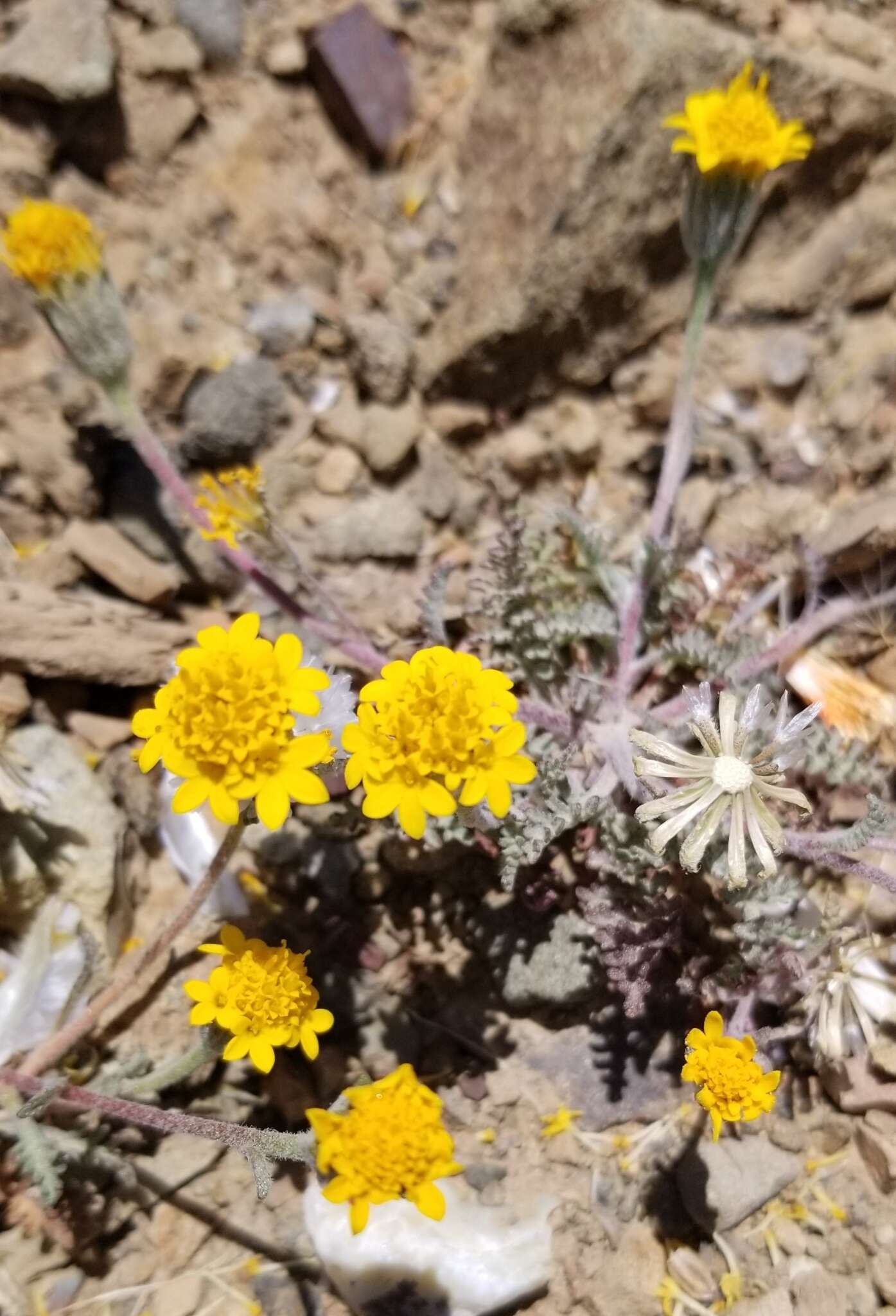 Sivun Chaenactis glabriuscula var. heterocarpha (Torr. & A. Gray) H. M. Hall kuva