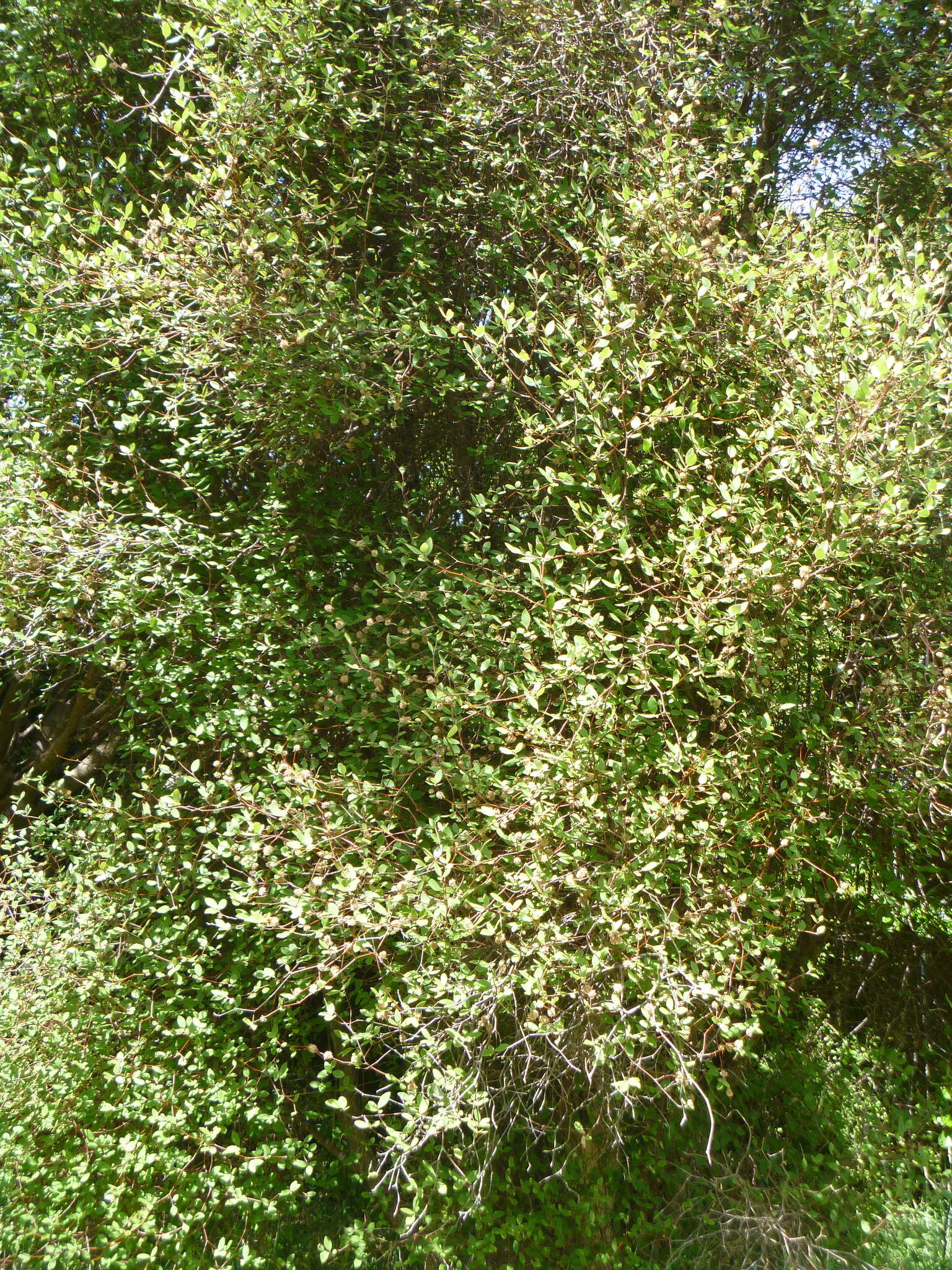 Image of Fragrant tree daisy