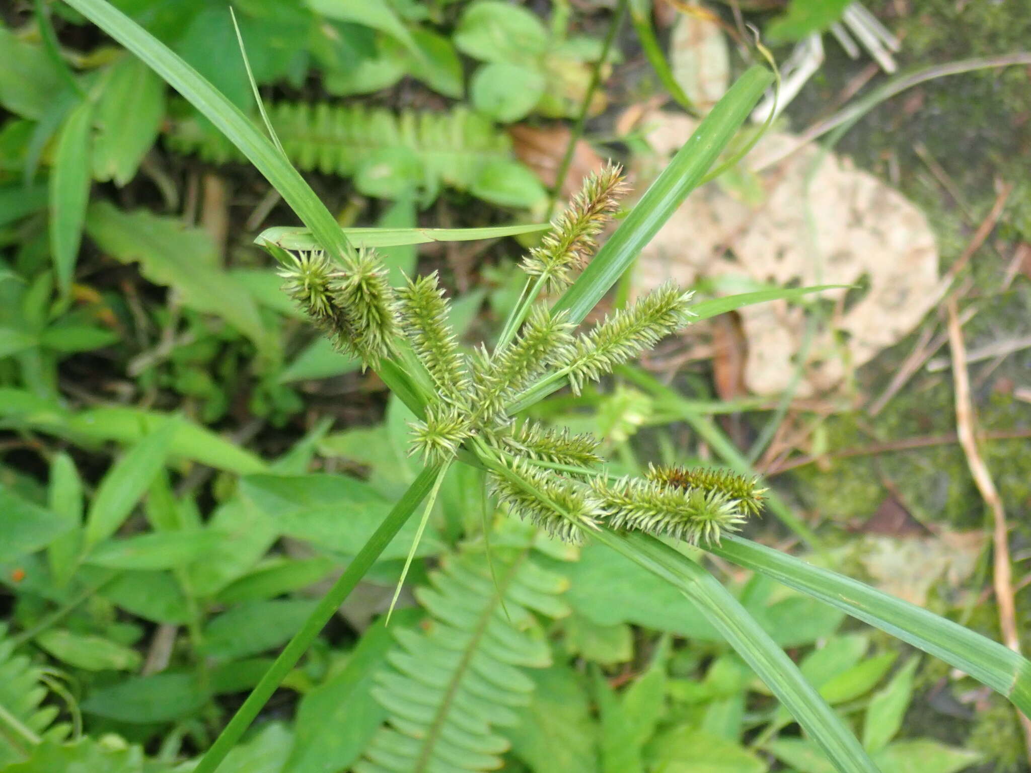 Imagem de Cyperus cyperoides (L.) Kuntze