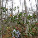 Image of Climbing Fetterbush