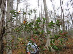 Image of Climbing Fetterbush