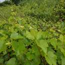 Sivun Vitis champinii Planch. kuva