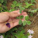 Plancia ëd Macroptilium panduratum (Benth.) Marechal & Baudet